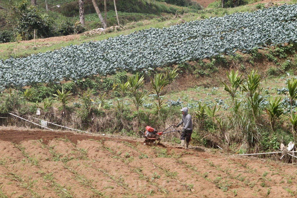 AI Asisten Pertanian, Beneran Bisa Gantiin Konsultan?