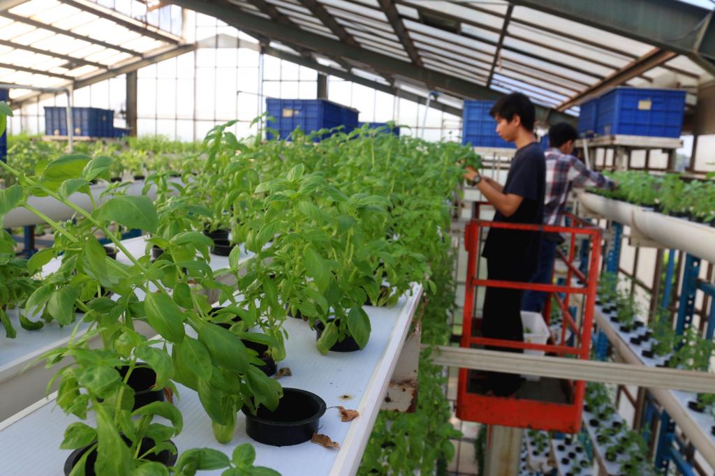 Farming Vertikal di Mal, Jadi Magnet Buat Wisatawan